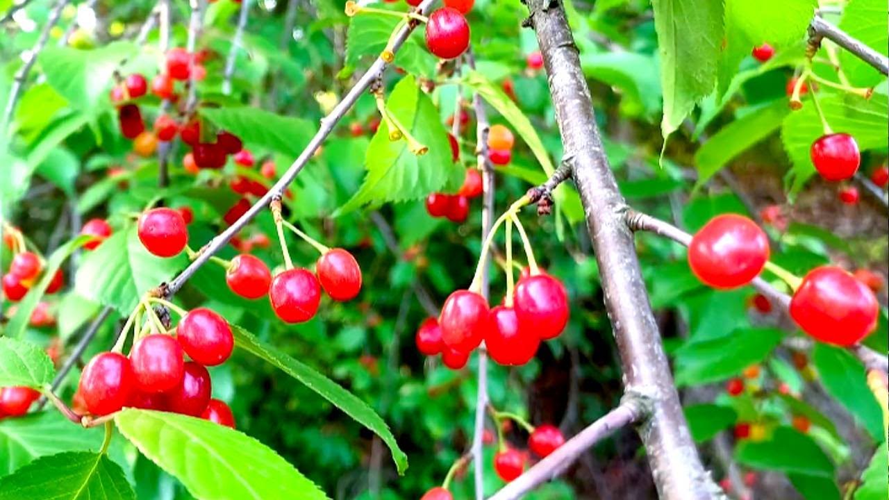 上山吃了野櫻桃，這個季節的櫻桃漂亮好吃，回程的路上還遇見了菌子，你們吃過嗎？#川農小韓 #food #新鲜采摘 #美食 #eat #田園生活 #mushroom #户外