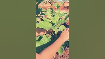 Tỉa lá cho cà tím #lamvuon #trongrausach #catim #tiala #tiacanh