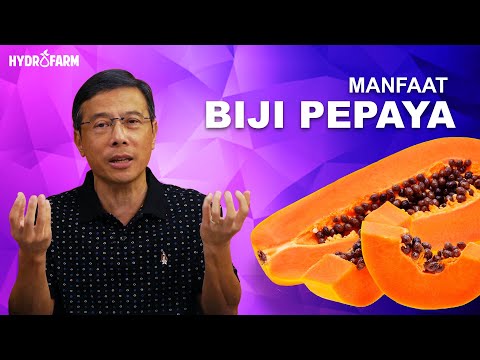 Manfaat Biji Pepaya untuk kesehatan !