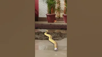 न ग न बनकर Shivanya पह च महल क अ दर Naagin न ग न 