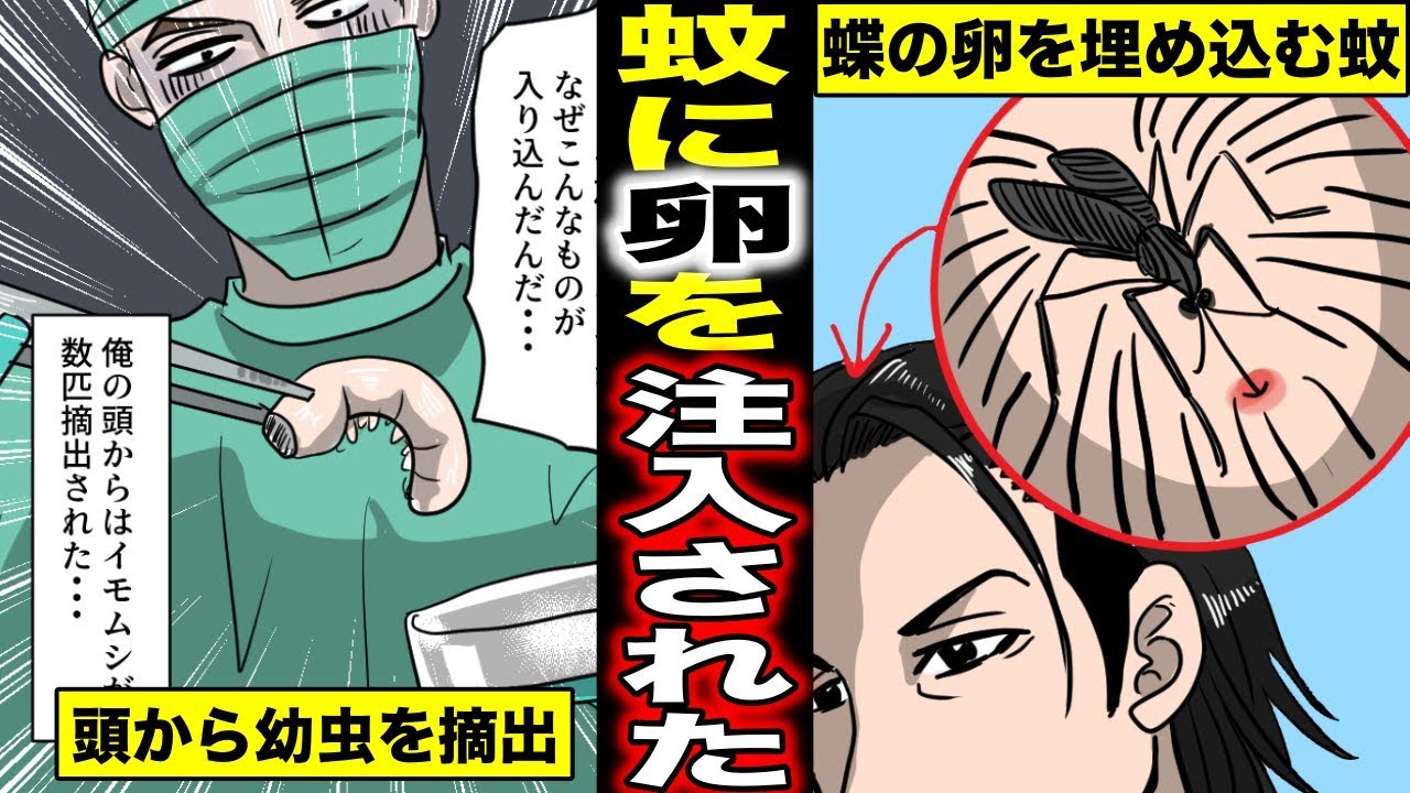 実話 人間の頭の中に卵を植え付けた蚊が怖過ぎる 脳内で成長した幼虫が動き回り強烈な痛みに襲われた男の末路 マンガ動画 映画とドラマのムービーコレクター 動画キュレーションサイト 実話 人間の頭の中に卵を植え付けた蚊が怖過ぎる 脳内で成長した幼虫が動き回り強烈な痛みに襲われた男の末路 マンガ動画 映画とドラマのムービーコレクター 動画キュレーションサイト