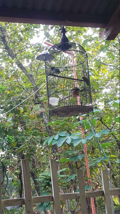 SUARA BURUNG TAKUR ENGKUK (UNGKUT UNGKUT)