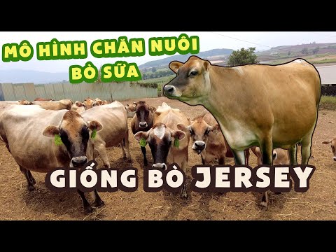 Video: Cây tầm ma đốt làm phân bón