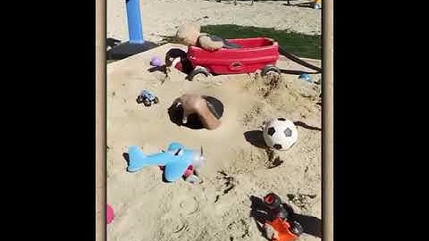 Sinking in Quicksand | #shorts