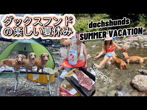楽しい川遊びBARBEQUE with the dachshunds夏休み　#ダックスフンド #川遊び #bbq #dachshund #バーベキュー #ステーキ #あきる野