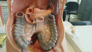 SAD PUCKER - Retroperitoneal organs