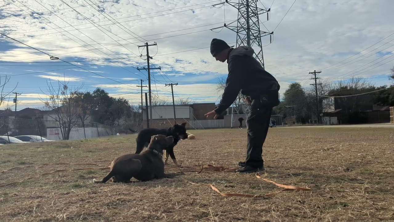 Molly structur play. Waylon bein "a pest", are meds necessary, vet behaviorist scam? lost 🚂thought🤪👴