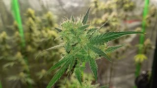 🌱💚 #cannabis Automatics First Grow!💚🚀 Papaya Cookies/Gorilla Zkittlez (Day:68 Flower:47) #gardening