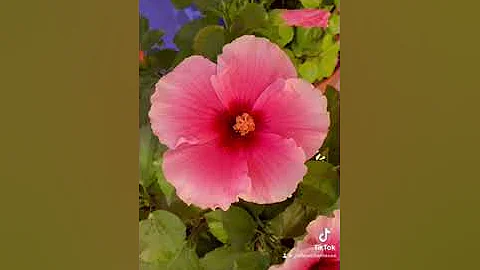 La fleur chanteuse ' Jésus est né en provence' R.Miras