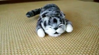 （これは楽しい！)笑い転げる猫