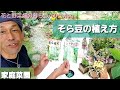 【花と野菜畑の暮らし/50代vlog#257】冬野菜の管理/そら豆の植え方/おでん/関東煮