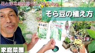 【花と野菜畑の暮らし/50代vlog#257】冬野菜の管理/そら豆の植え方/おでん/関東煮