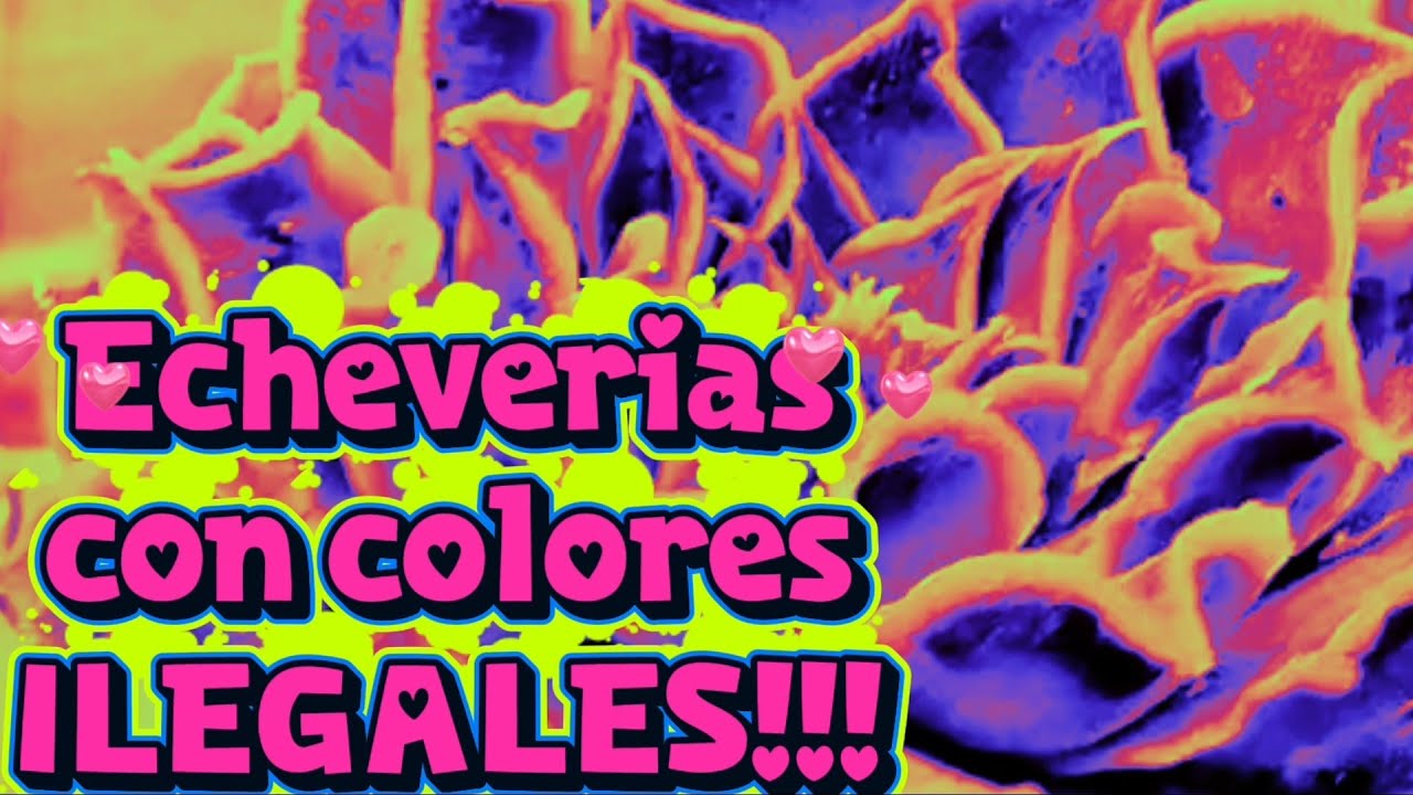 Dije“esta es la última”🙄…pero mira lo que llegó 😍🌈suculentas #unboxing #echeveria 