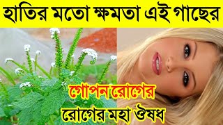 হাতিশুঁড় গাছের শিকড়ের উপকারিতা | হাতিশুঁড় গাছের গুণাগুণ | Heliotropium Indicum Benefits | Hatisur screenshot 2