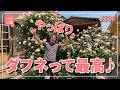 #586 やっぱりダフネって最高♪