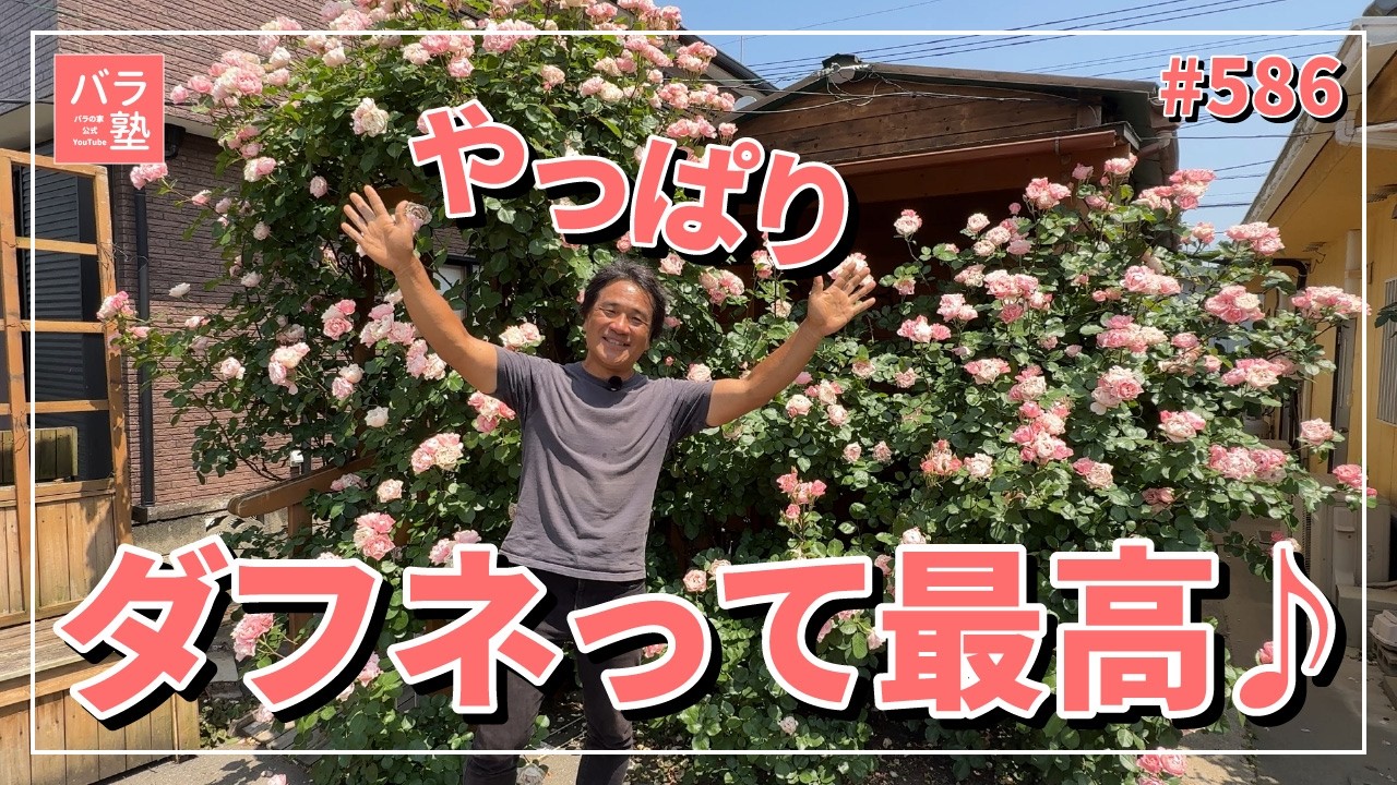 #586 やっぱりダフネって最高♪