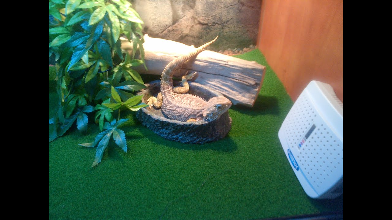 Bearded Dragon Arm Waving YouTube