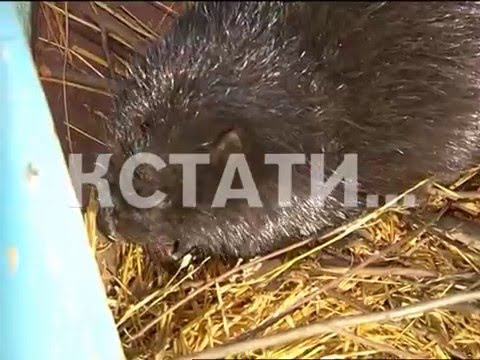 Сердобольный кролик