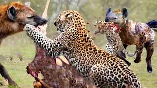 OMG!! Hyenas Stole And Killed A Baby Leopard For Revenge - Leopard And Hyena Fight Over Kil