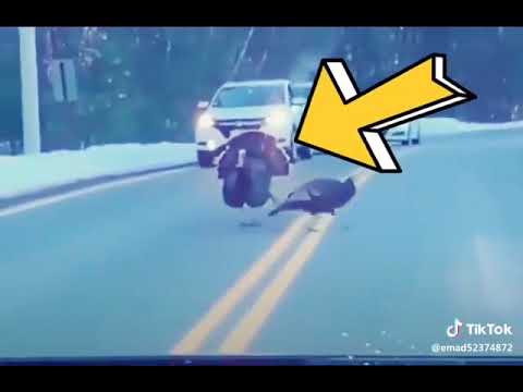 توخوه سه ي ري كه بزه نه مرؤف وه ك ئه و ئه ژه له وه فه ي هيا