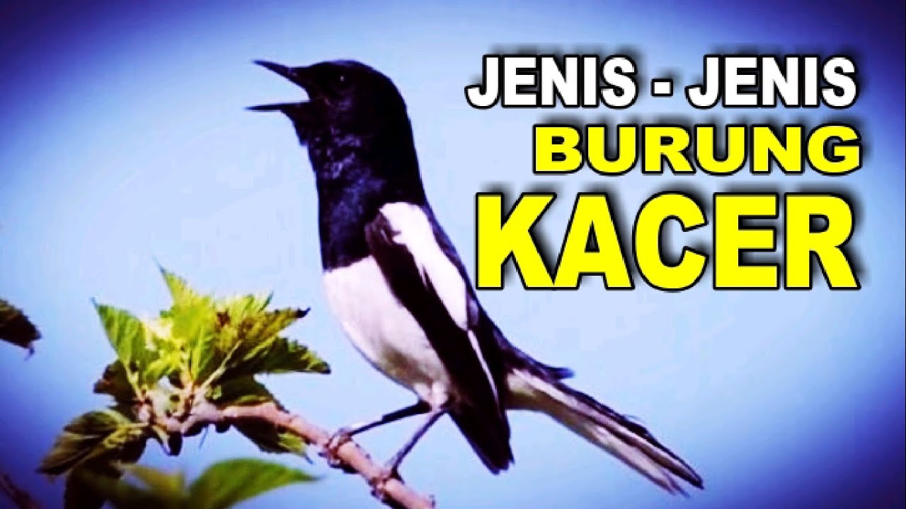 burung kacer atau kucica kampung 