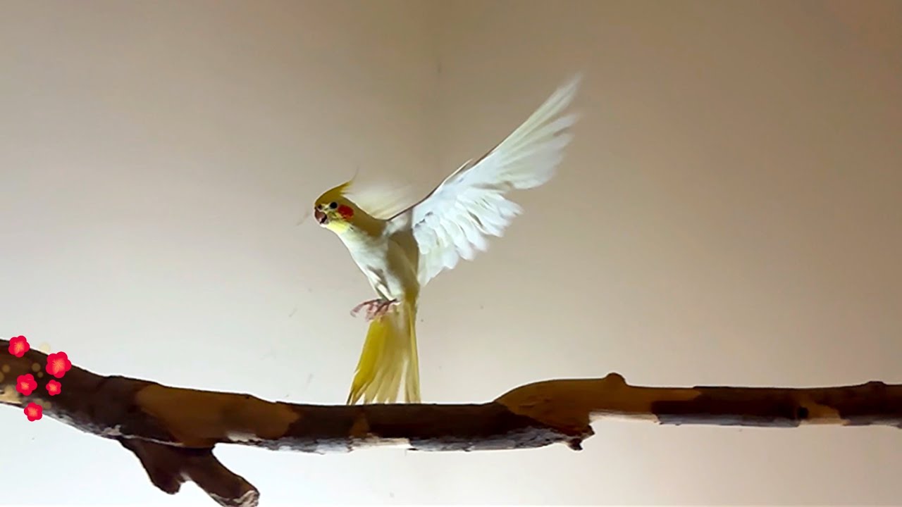 Rio baby cockatiel free flying videos 💛 #lutino #rio #riobaby # ...
