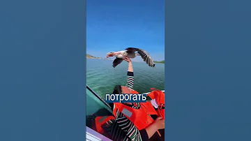 Китайцы прокатили летящую утку на моторной лодке