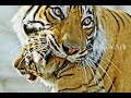 Welcome to Nalla&#39;s Ark - Best Tiger Moments! Indian Wildlife Channel by Subbiah Nallamuthu