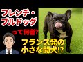 【フレンチ・ブルドッグ】見た目と知性のギャップ!労働者階級の相棒犬!?