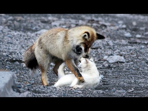 Video: Una volpe ucciderà un gatto?