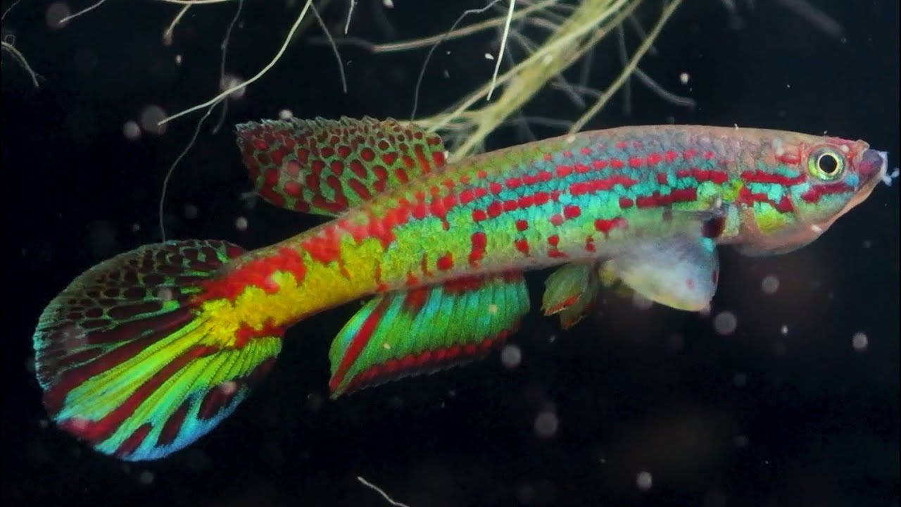 卵生メダカ aphyosemion mitemelense Torrente GEGVPO 2018/13
