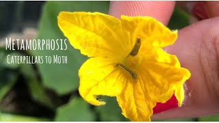 Metamorphosis: Caterpillar to moth