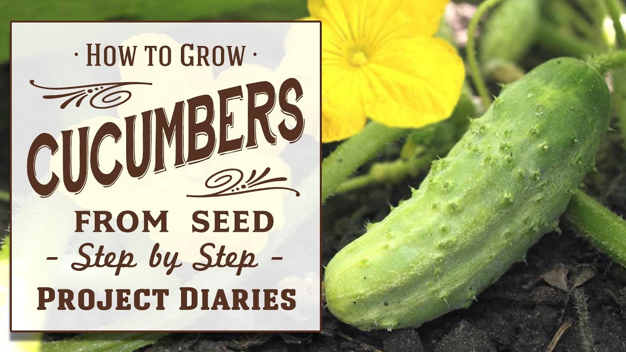 ☆ to: Grow Cucumbers from Seed (A Complete Step by Step Guide) - YouTube