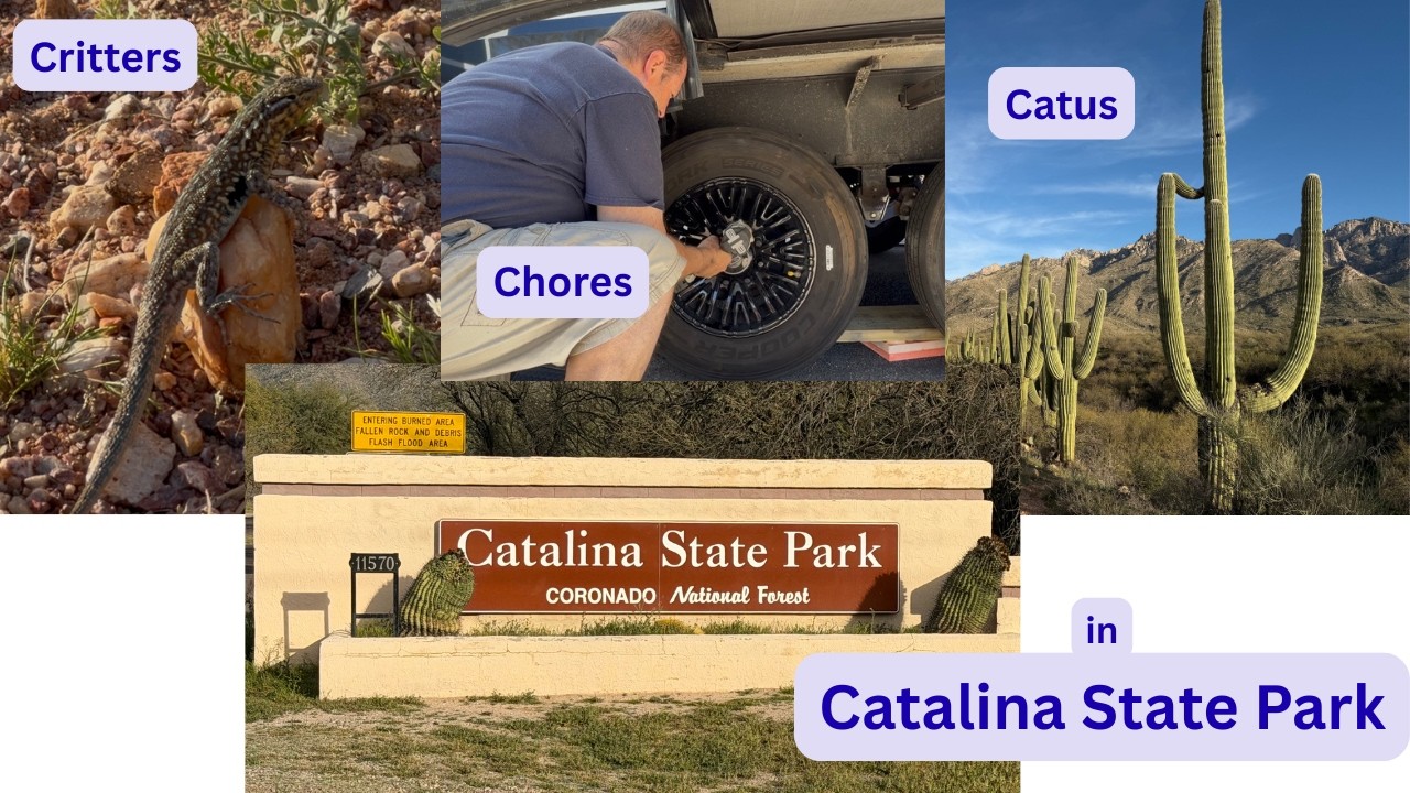 Chores, Catus and Critters in Catalina State Park with Saguaro National Park too