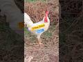 🐓💯See White Rooster Murga #shorts #rooster #viralvideo #youtubeshorts #aseelmurga #aseellovers