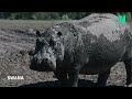 Au Botswana, des hippopotames piégés dans la boue, symbole d’une sécheresse dramatique Mp3 Song