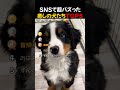 SNSで超バズった / 癒しの犬たちTOP5