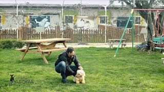 Sai cosa può fare un barbone toy? Scopri i Super Poteri di questo cane