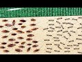 1000 cockroaches versus 1000 ants who will win