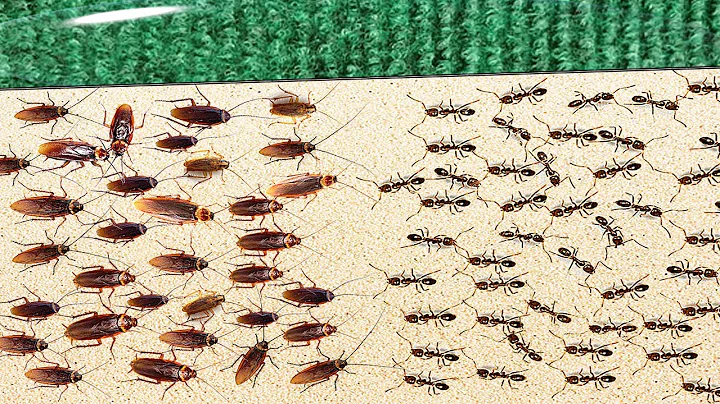 1000 Cockroaches Versus 1000 Ants... Who Will Win? - DayDayNews
