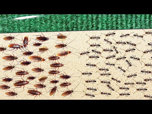 1000 Cockroaches Versus 1000 Ants... Who Will Win? class=