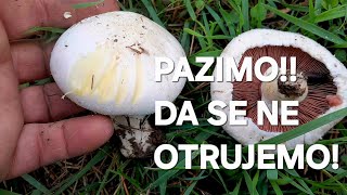 Download Lagu Pazimo da se ne otrujemo! Razlika izmedju otrovnog i jestivog sampinjona! MP3 Download Lagu Pazimo da se ne otrujemo! Razlika izmedju otrovnog i jestivog sampinjona! MP3