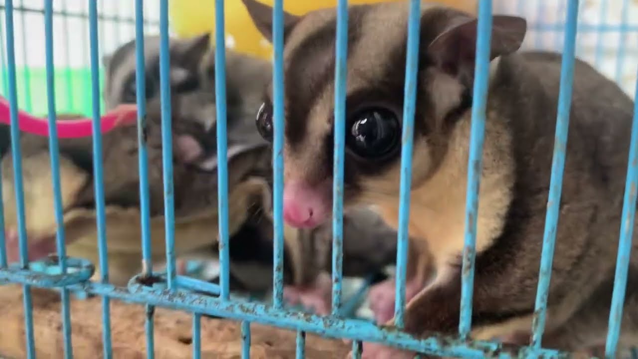 1 jantan 2 betina dalam 1 kandang keluarga sugar glider @Simbasugarglider