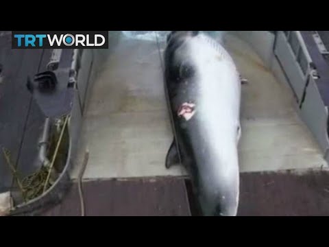 Whale Hunting: Japan Says Hunting Ban Threatens Food Security