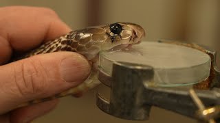 Extracting Venom From Deadly Snakes | 24 Hours With | BBC Earth