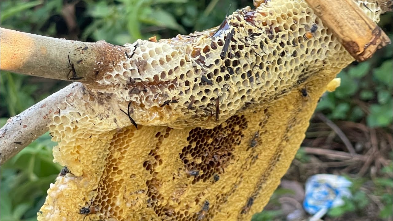 อาจารย์ ดร.เอาผึ้งเดือน3