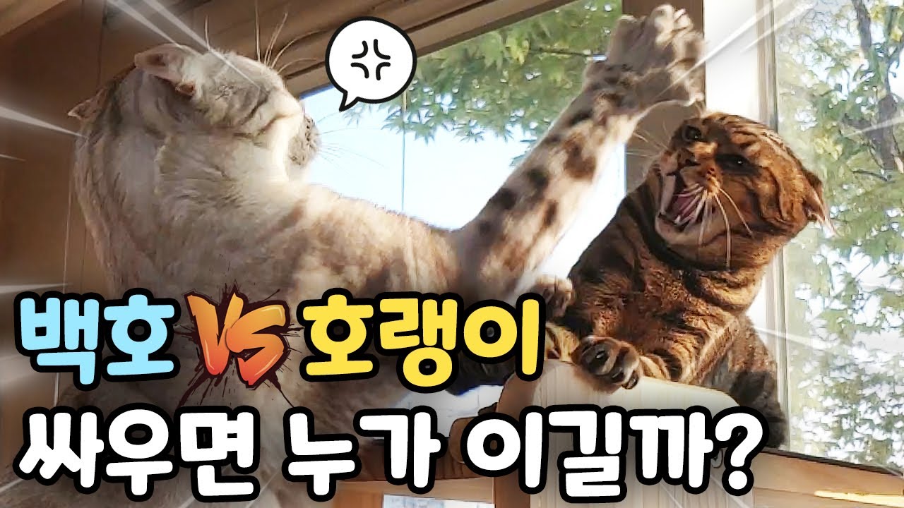 백호와 호랑이가 싸우면 누가 이길까? Tiger vs. White Tiger, who's gonna win? - YouTube