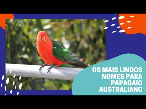 Os Mais Lindos Nomes para papagaio australiano