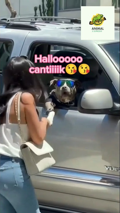 Anjing lucu pake kacamata dimobil😭 #shorts #dubbing #anjing