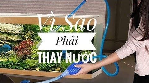 Fish 104: Vì sao phải thay nước cho hồ cá? Bao lâu thay nước 1 lần là hợp lý?